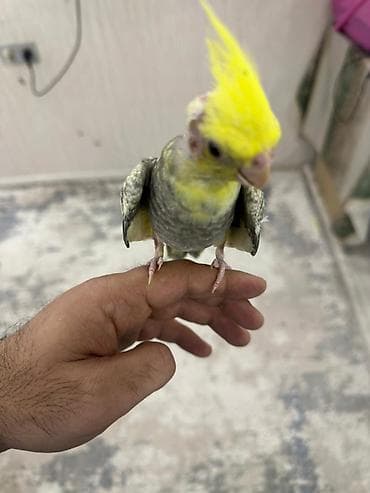 2 aylıq çox şirin və sağlam Korella papuqay balası satılır. 🐦 Yeni