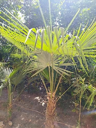 soxulcan gübrəsi: Trachycarpus fortunei (və ya “Külək xəmirəsi/Çin fan xurma”) – bağ — 2