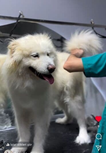 dişi itlər: Samoyed, 1 il, Dişi — 1