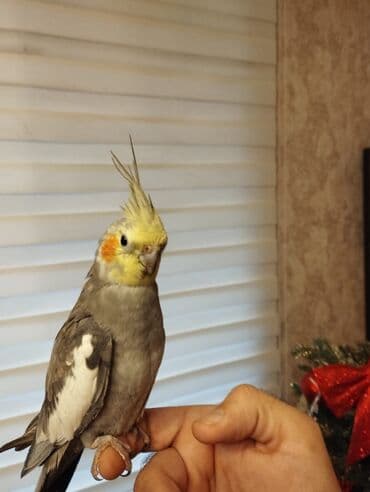 попугай корелла: Satilir. saglam oynagan cut karella. erkek disi 9 ayliqdilar. ev — 4