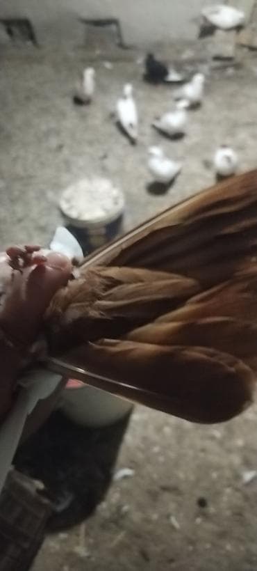 sevgi qusu: Qirmizi quyrug qirmizj bel dimdik kekil erkey baladi qiymet 10 manat — 3