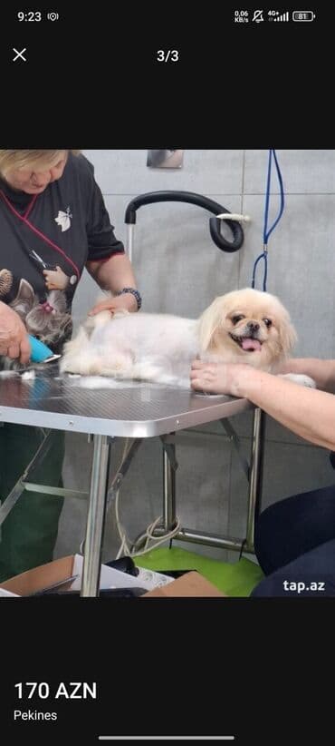 xaski itlər: Pekines, 3 il, Dişi, Sənədli, Ünvandan götürmə — 2