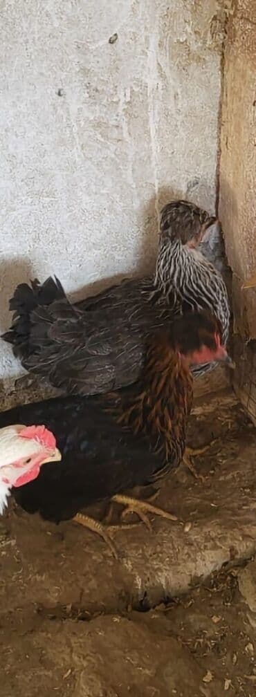 клетки для кур несушек купить в бишкеке: Kəkilli kənd fərələri 4 aylıq 10 ədəd 19 manatadi fərələr 12 manat — 3