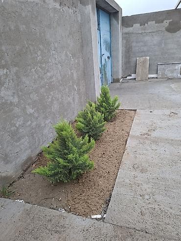 Torpaq: 3 otaqlı, 100 kv. m, Kredit var, Təmirsiz — 7