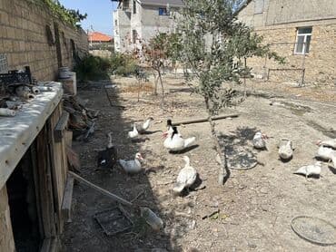 ruan ordək: Salam,60 dənə qalıb 18 dənəsi böyükdü,qalanları 3 4 aylıq — 1