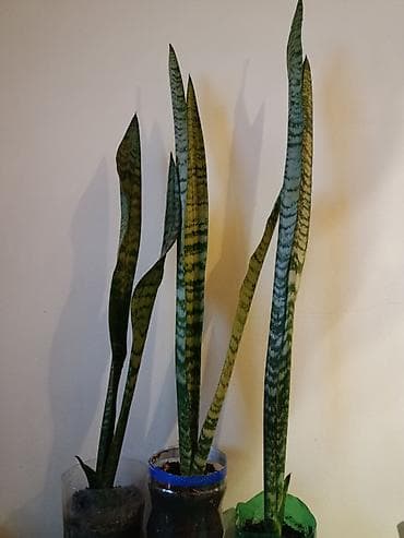 san bali: Dibçeksiz adi qabda 5 manat. Gül açan növüdür.Sansevieria zeylanica — 6