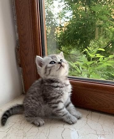 pişik şekileri: Şotland — 3