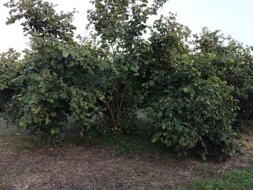 nəsimi rayon: 2000 sot, Kənd təsərrüfatı, Mülkiyyətçi, Kupça (Çıxarış) — 11