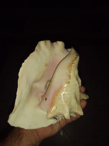 ağ balıq: Okean rakuşkası.Balıq qulagı.uzunlugu 25sm.2 eded var.sinigi catı — 4