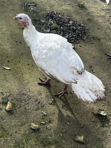 Digər kənd təsərrüfatı heyvanları: Məhsul: Hind quşları Bir dişi bir ərkey ərkey 30Azn dişi 60Azn ünvan — 3