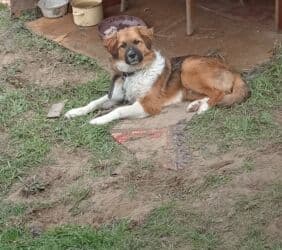 собака бу купить: 2 il, Erkek — 3