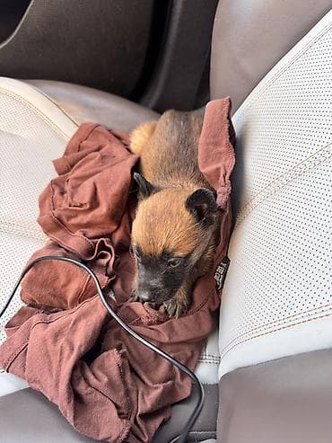 kangal itleri: Belçika Malinua (Malinois satilir)Balaca it balası – qara-şabalıdı — 1