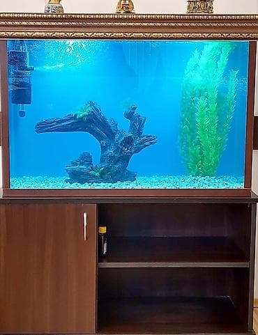 it satisi 2020: Böyük akvarium.icində 8 dənə balıq və bütün aksesuarlariyla birgə 180 — 3