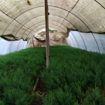 bitki satışı: Leylandra tingi - Növ: Thuja/ardıc tipli dekorativ iynəyarpaq — 6