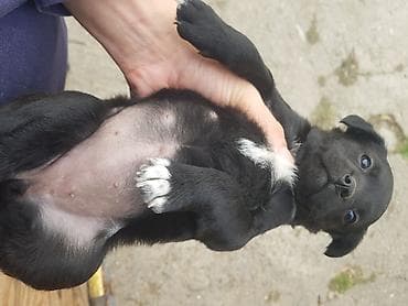 pulsuz heyvan: Peyvəndli — 4