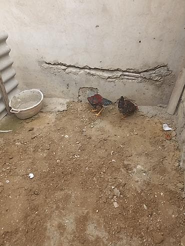 K/t heyvanları üçün mallar: Toyuq, Damazlıq — 3