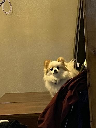 avcarka satisi: Şpitz, 1 il — 3