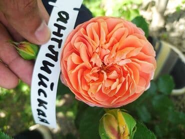 çiyələk şitili: Məhsul: Gül kolları – müxtəlif növ güllər Təsvir: - Seçmə dekorativ — 3