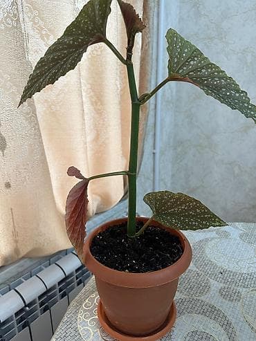 step deke: Begoniya maculata (Polka Dot Begoniya) – bəzək yarpaqlı otaq bitkisi — 1