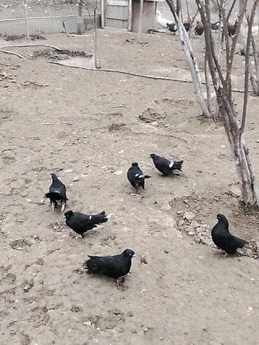 Qara rəngli göyərçinlər – dekorativ və uçuş üçün 6 dene pavlındi 3