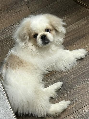 kuckar ov iti: Pekines, 5 ay, Erkek, Peyvəndli, Pulsuz çatdırılma — 3