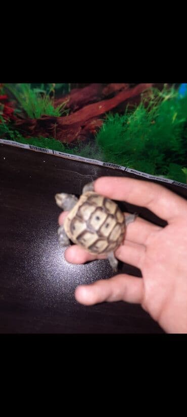 Рыбы: Quru tisbağasi - Qabıq naxışı: açıq-bej əsas üzərində tünd qəhvəyi at lalafo.az — 3 Рыбы: Quru tisbağasi - Qabıq naxışı: açıq-bej əsas üzərində tünd qəhvəyi — 3