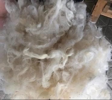 Quşlar: Məhsul: Təbii qoyun yunu (xam yun) Təsvir: - Yüksək lif sıxlığına və — 3