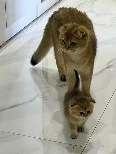 pulsuz pişik: Şotland — 4