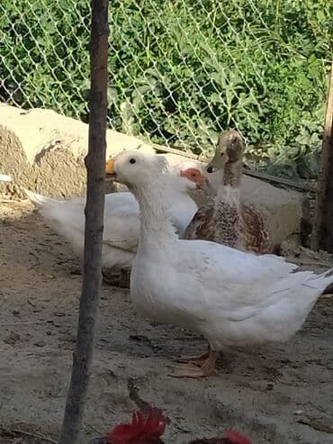 ördək balası satışı: Qışqıran ördəklərdir✅️ Kəkilli var✅️ Bəzəkli var✅️ Sadəsi var✅️ Qara — 8