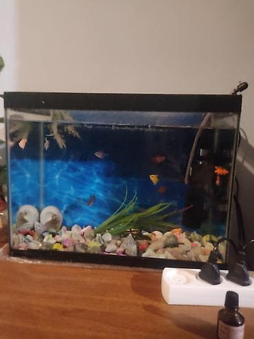 bala ordek: Dördbucaq akvarium, Balıqlarla birlikdə, 45 l — 2