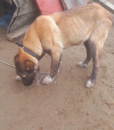 Другие животные: Кангал, Самец — 2