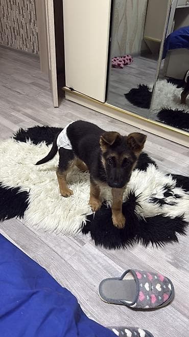 alman itləri: Alman çoban iti, Peyvəndli — 1