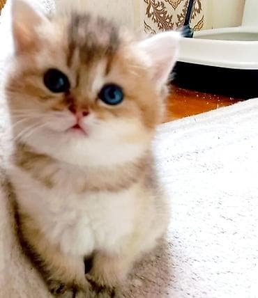 qara quyruq: Britan, Dişi, Yaxşı əllərə, Ünvandan götürmə — 9