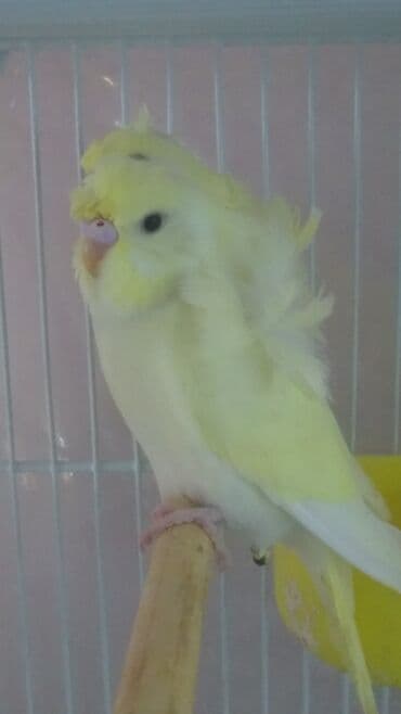 попугай ара цена: Попугаи — 16