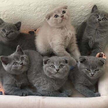 породистые котята даром: Шотландская, Самец, Самка, Самовывоз — 27