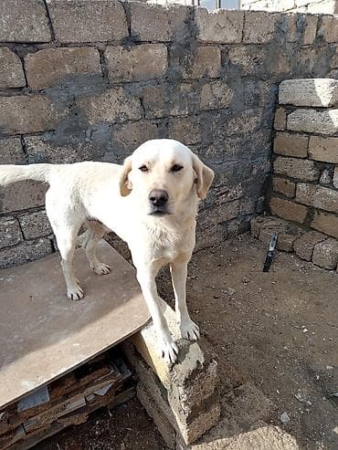 basenc itləri: Labrador-retriver — 1