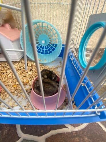 xamyak adlari: Xamyak hemster 3 eded her biseyile birlikde — 7