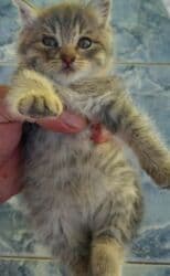 Pişiklər: Tabbi, Yaxşı əllərə — 2