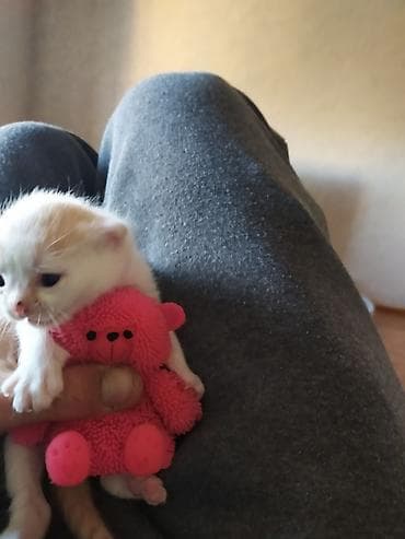 ucuz pudel: Məhsul: Balaca pişik balaları Təsvir: - Rənglər: ağ-narıncı və tam — 6