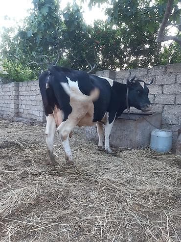 3 qarına cavan temiz ivanovkadi 8 ayın icindedi boğazdıği super — 4