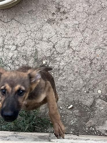 bala at: Belçika çoban iti, 2 ay, Erkek, Peyvəndli — 10