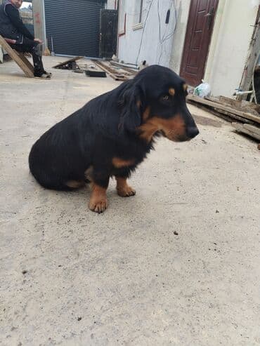 1 il, Erkek, Peyvəndli, Ödənişli çatdırılma lalafo.az -da 1 il, Erkek, Peyvəndli, Ödənişli çatdırılma