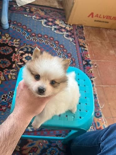 bala pitbul: Şpitz — 2