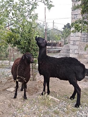 bala qoyun: Dişi, il: 1, Damazlıq, Ünvandan götürmə — 8
