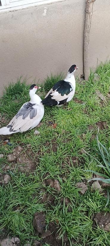 Atlar: SATILIR FƏRƏ TƏMİZ ORGİNAL BLƏÇKHƏAT QİYMƏT CÜTÜNƏ AYİDİR — 1