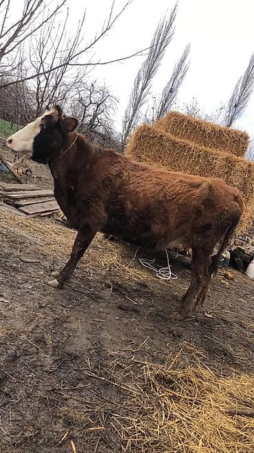 inək sağan: Dişi, il: 5, 3000 kq, Südlük, Ünvandan götürmə — 6