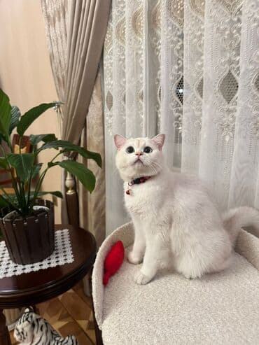 Кошки: Британская, Самец, В добрые руки, Самовывоз — 5