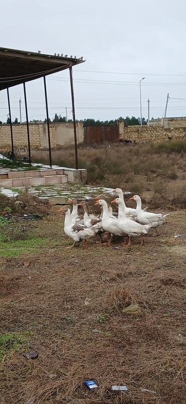 kend colpaları: Dişi, Damazlıq, Ödənişli çatdırılma — 3
