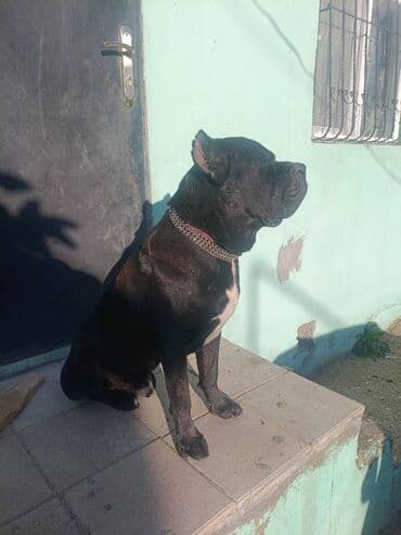 itlə: Kane-Korso, Erkek, Ödənişli çatdırılma — 3