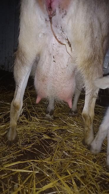 alman kurdu iti: Alpin Toqqenburq cinsi. çox südlü heyvandir. balalar dişidi. özü və — 2